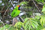 Golden-fronted Leafbirdborder=